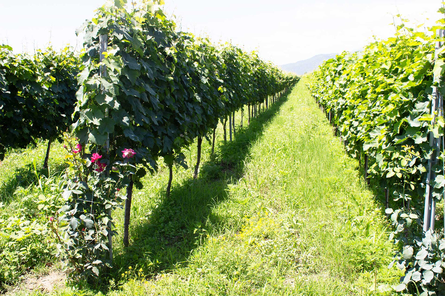 A Jewel Of A Winery In The Gem Of The Guria Region