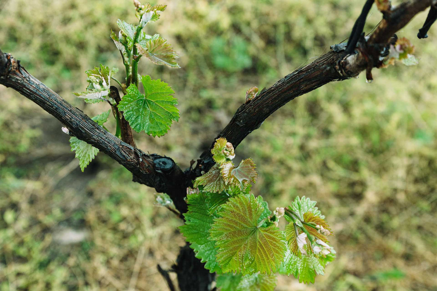 An Introduction to Georgian Amber Wines