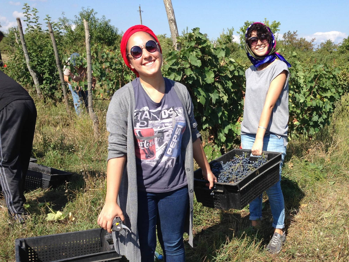 Georgian young women with baskets of harvested red grapes harvested with grape vines in background
