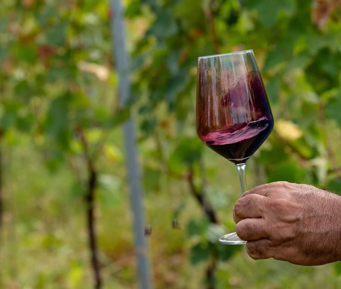 Saperavi Spectrum Sampler 6-Pack - 15% Off