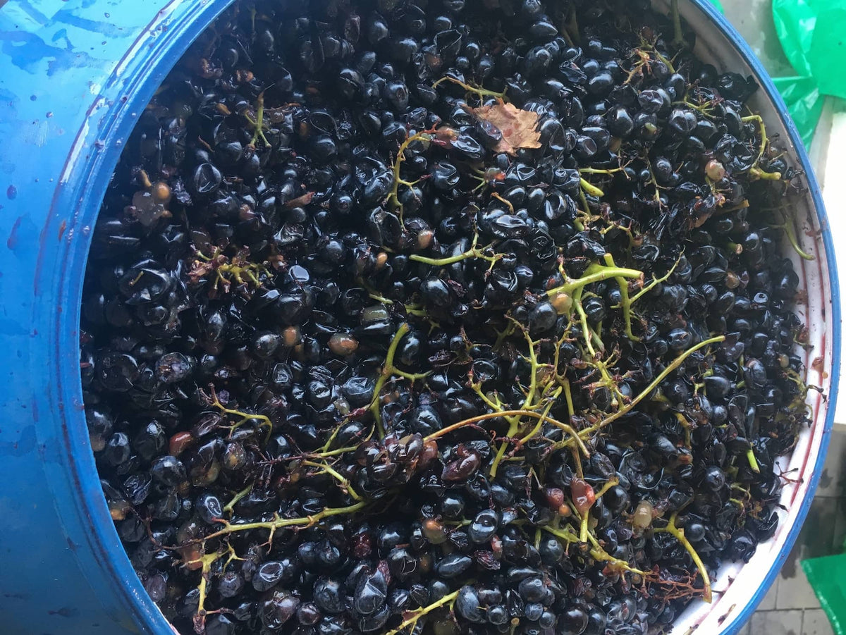 Saperavi grapes and stems slightly pressed to break out juices prepared for all to be placed in qvevri for natural fermentation