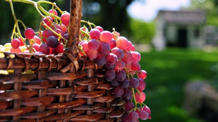 Chkhaveri Wines - Ghvinos Wines