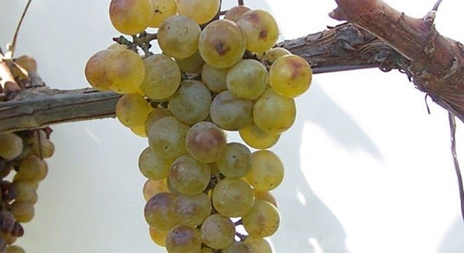 Khikhvi Wines - Ghvinos Wines