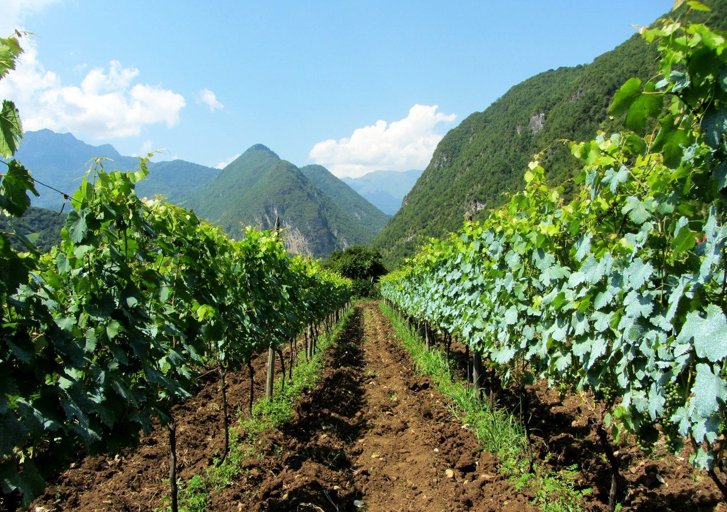 Royal Khvanchkara - Ghvinos Wines